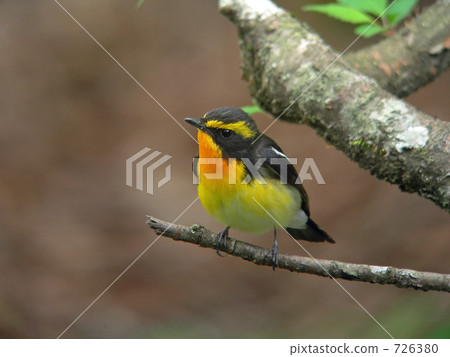 Kibitaki Kibitaki 726380