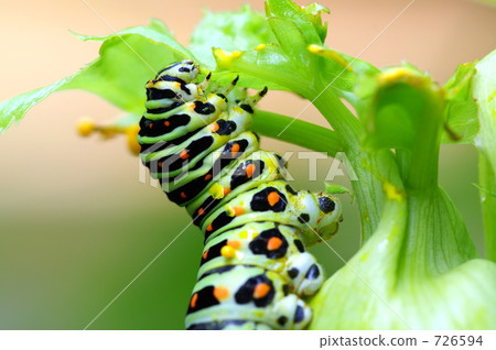 larva, papilio, swallowtail 726594