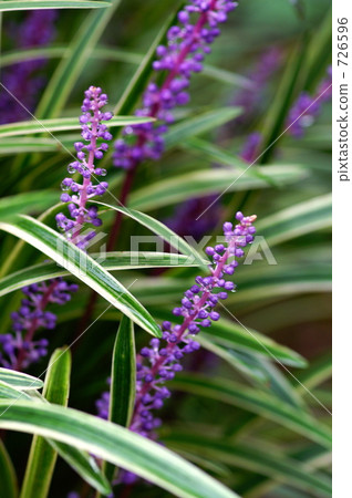 liriope muscari, bloom, blossom 726596