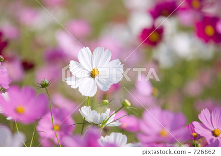  Cosmos field 726862