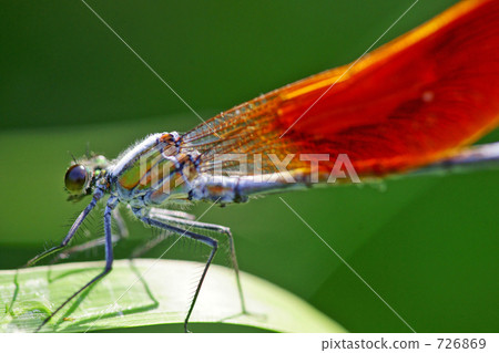 Asahina kawatombo 2 Asahina kawatombo 2 726869