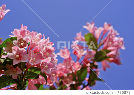 Blue Sky and Taniutsugi 726872