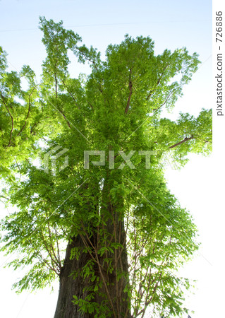 metasequoia, dawn redwood, large tree 726886