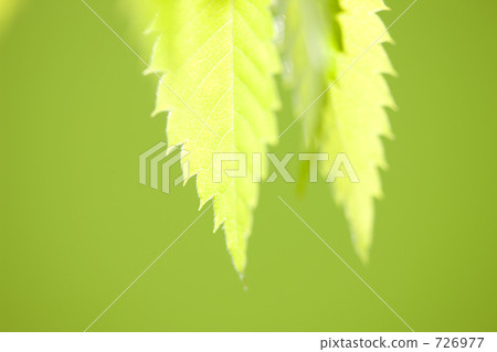 Fresh green beech leaves Fresh green beech leaves 726977
