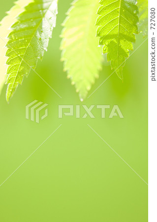 Fresh green beech leaves 727080