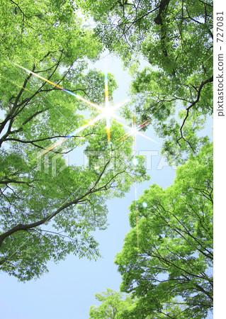 Sparkle of fresh green Sparkle of fresh green 727081