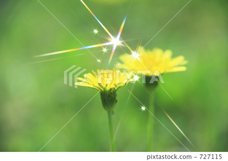  Dandelion 727115
