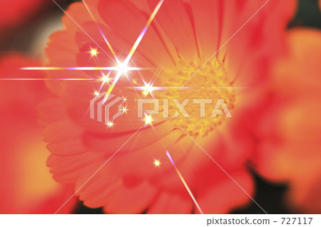 Gerbera 727117