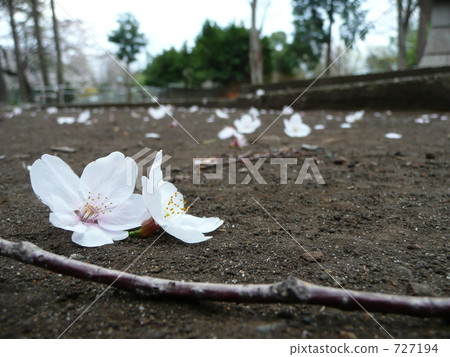Sakurachiru 727194