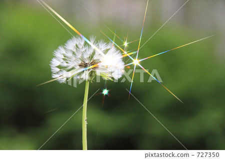 Dandelion's fluff Dandelion's fluff 727350