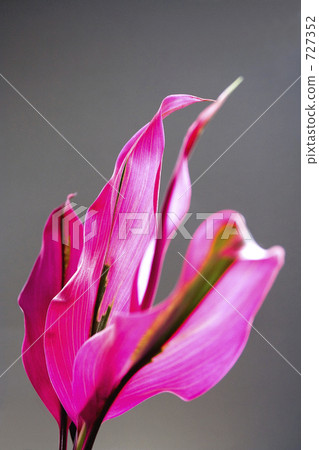 Red edge Red edge 727352