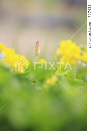 Nanohana和垃圾 727431