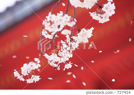 櫻花雪 727454
