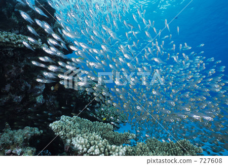 half-lined cardinal, arrow cardinal, school of fish 727608
