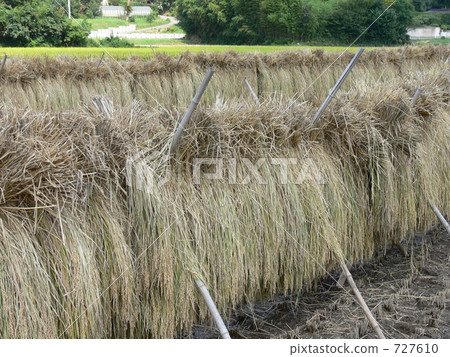 Air drying of rice Air drying of rice 727610
