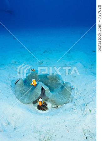 saddleback clownfish, yellowfin anemonefish, anemone 727628