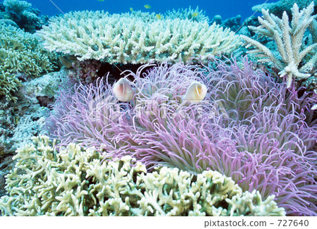 pink anemonefish, coral, coral reef 727640