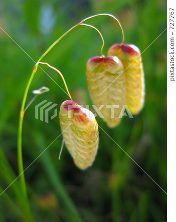 Auspicious mantle Auspicious mantle 727767