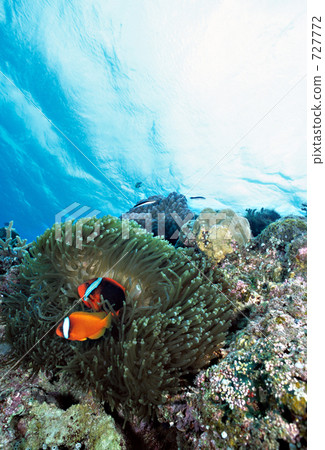 anemonefish, tomato clownfish, anemone 727772
