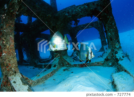 dusky batfish, fish reef, reef where fish live and breed 727774
