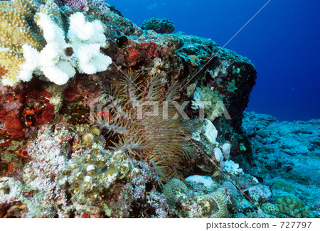 crown-of-thorns starfish, bleaching, tokashikijima island 727797