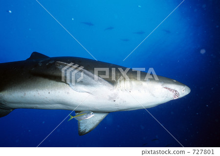 ogasawara islands, shark, sharks 727801