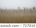 Misty Marsh 727816