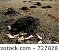 Moles in the field 727828