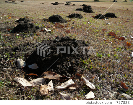 田間的痣 田間的痣 727828