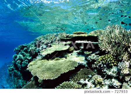 table coral, coral, coral reef 727933