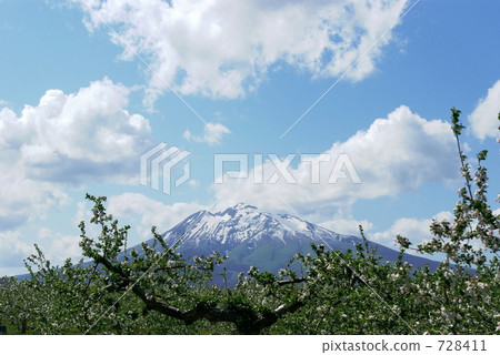 Apple apple field in May and Hirosaki Iwaki Apple apple field in May and Hirosaki Iwaki 728411
