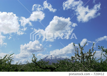 Apple apple field in May and Hirosaki Iwaki Apple apple field in May and Hirosaki Iwaki 728412