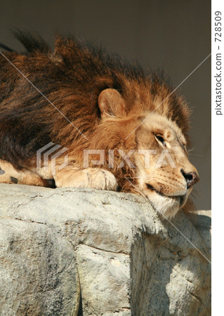 lion 728509