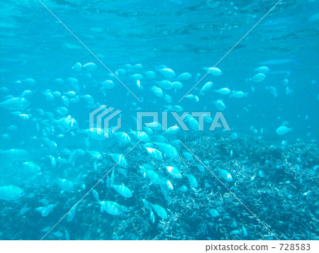 一群debasuzume死了 728583