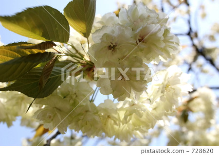 mountain cherry, day, daytime 728620