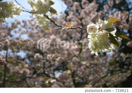 櫻花 山櫻 山櫻桃 728621