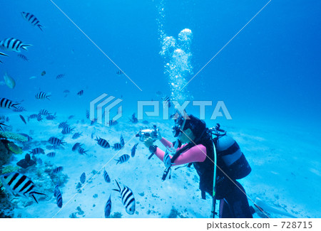 scuba diving, scuba dive, diving 728715