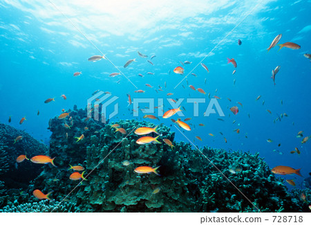 pseudanthias disper, madder seaperch, saltwater fish 728718