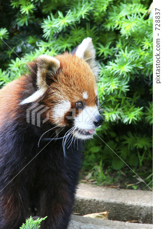 小熊貓的配置文件 728837