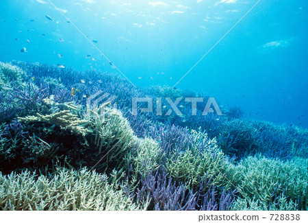 branch coral, coral, yaeyama islands 728838