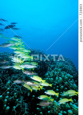 striped large-eye bream, gold-lined sea-beam, bluestripe snapper 728903