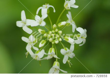 Wasabi flower 728938