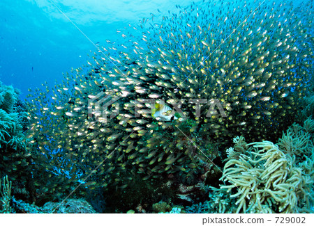 揚旛蝴蝶魚 半線天竺鯛 魚群 729002