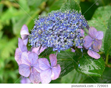 繡球 729003