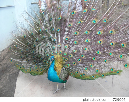 孔雀 孔雀 729005