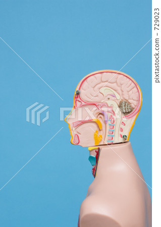 人體模型 人體模型 729023