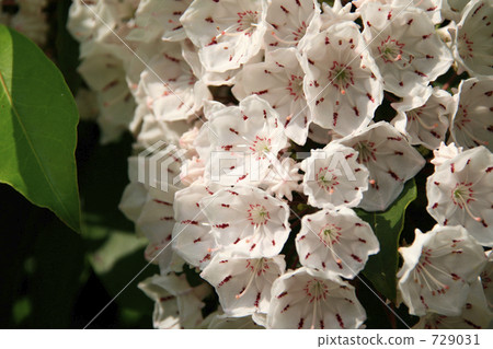 Karmia in full bloom 729031