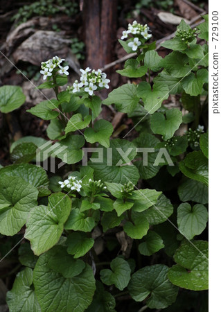 Wasabi flower 729100