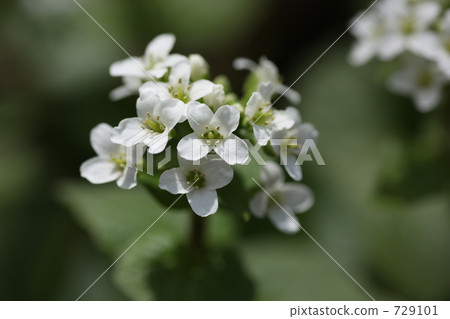 Wasabi flower 729101