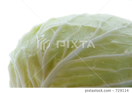 捲心菜 捲心菜 729114